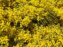 Wattle by Rich Pickings