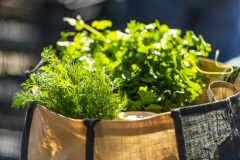 1_Greens-in-bag