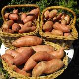 BarmeraSweetPotatoes