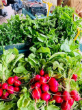 BullCreekOrganicsRadish