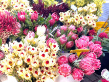 Flowers2