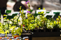 Plants at the Market
