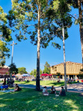 OutsideMarketTreeGrass