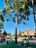 OutsidemarketreesGrass2