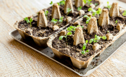 Seed Carton