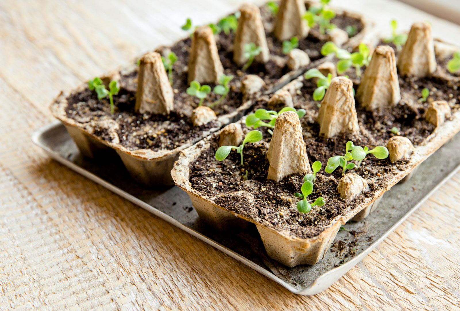 Seed Carton