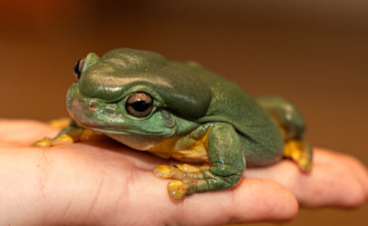 A green tree frog resting on a person’s hand, part of Wilbur’s Wildlife animal experience.