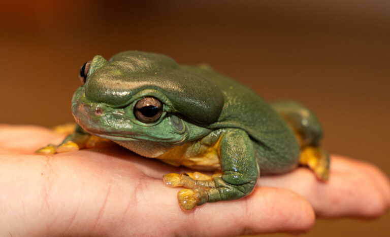 A green tree frog resting on a person’s hand, part of Wilbur’s Wildlife animal experience.