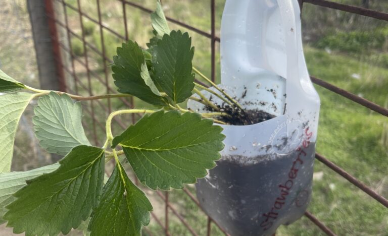 A strawberry plant growing in soil inside a recycled milk carton planter hanging from a wire fence.