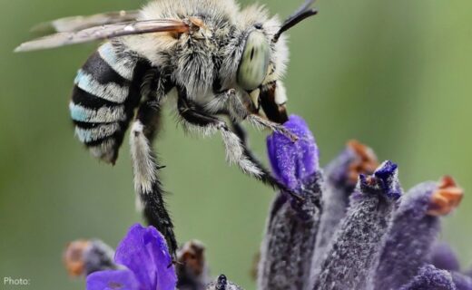Close-up of a native blue-banded bee collecting pollen from a purple flower.