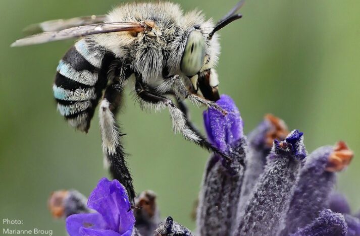 Close-up of a native blue-banded bee collecting pollen from a purple flower.