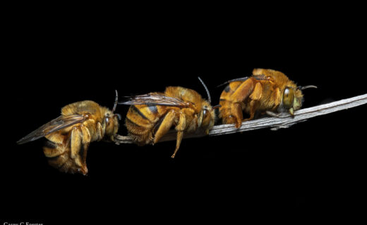 Three male Teddy bear bees resting together on a stem against a black background.